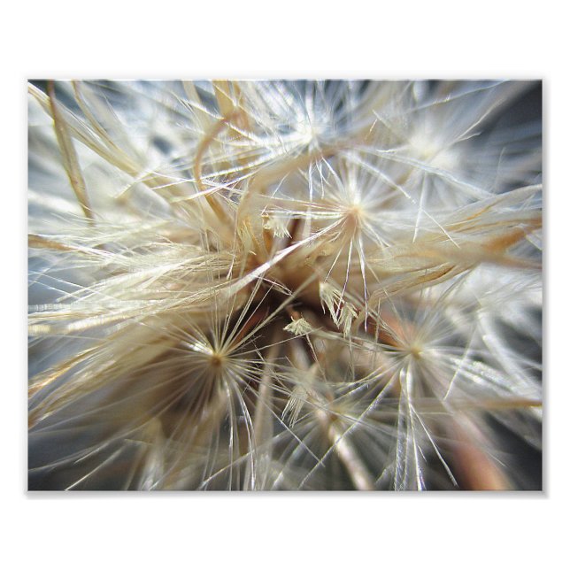 Salsify Seed Puff 10x8 Fototryck (Framsidan)