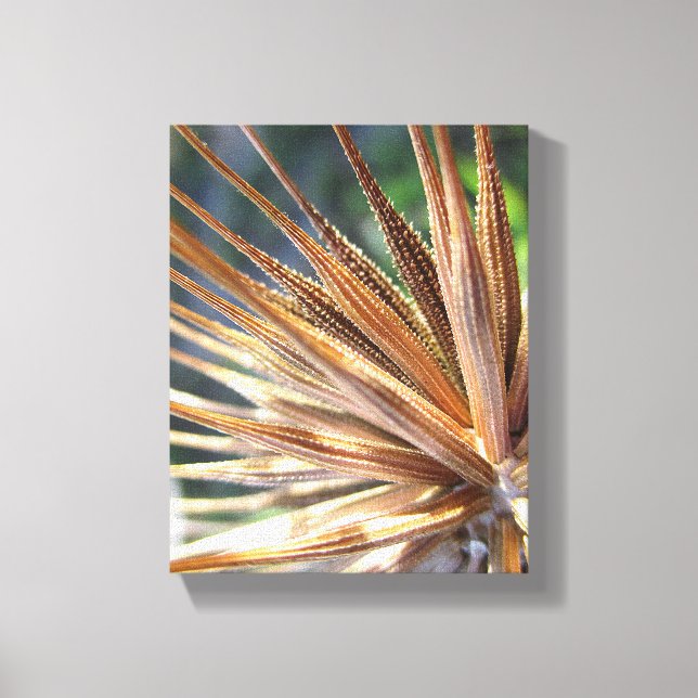 Salsify Spiky Seed Pod Canvastryck (Framsida)