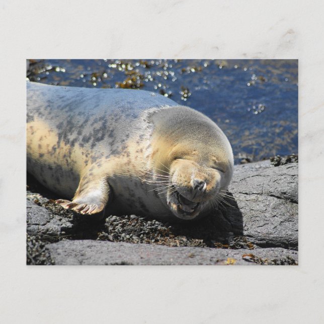 sälskrubbsvapen farne Islands uk Vykort (Framsida)
