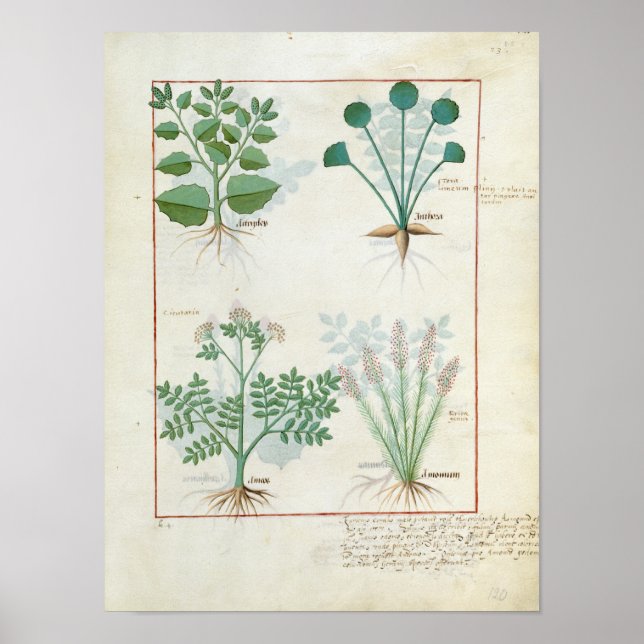 Salt Bush och Anthora Absinthium och Cardamom Poster (Framsidan)