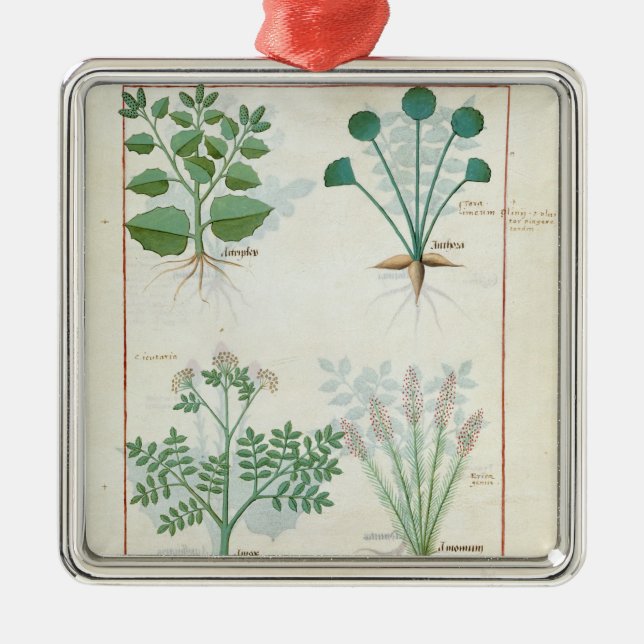 Salt Bush och Anthora Absinthium och kardemumma Julgransprydnad Metall (Framsidan)