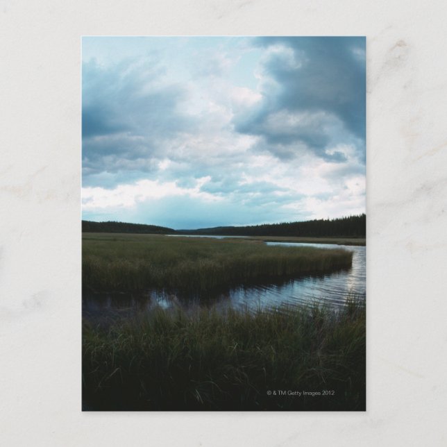 Salt marsh vykort (Framsida)