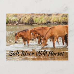 Salt River Vild Horses Vykort
