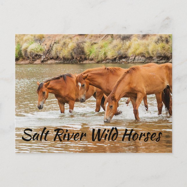 Salt River Vild Horses Vykort (Framsida)