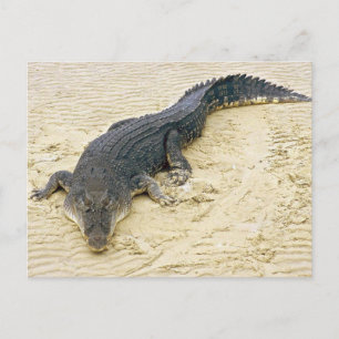 Salt vatten krokodil (Crocodylus porosus) Vykort