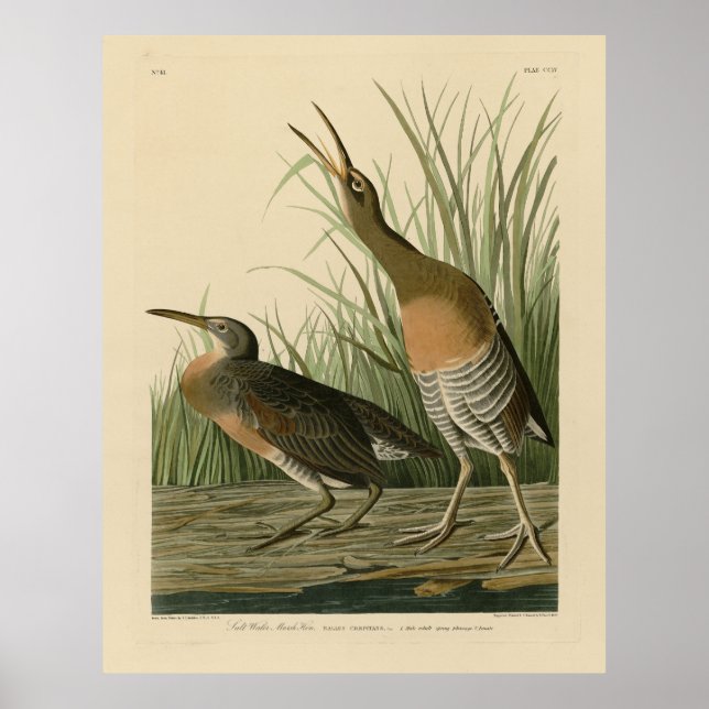 Salt Vatten Marsh Hen - Audubon's Birds of America Poster (Framsidan)