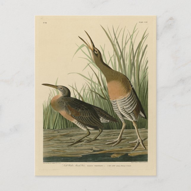 Salt Vatten Marsh Hen - Audubon's Birds of America Vykort (Framsida)
