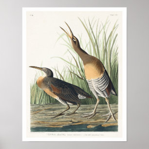 Salt Vatten Marsh Hen by Audubon Poster