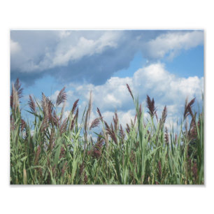 Salt Vatten Marsh Photo Print Fototryck