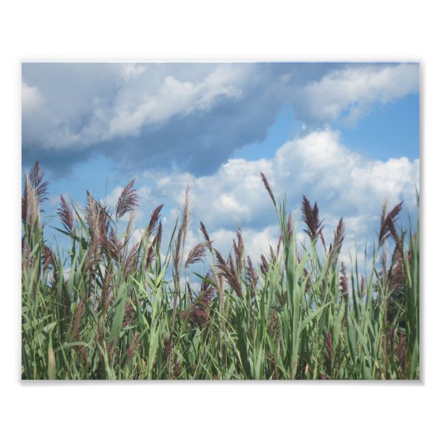 Salt Vatten Marsh Photo Print Fototryck (Framsidan)
