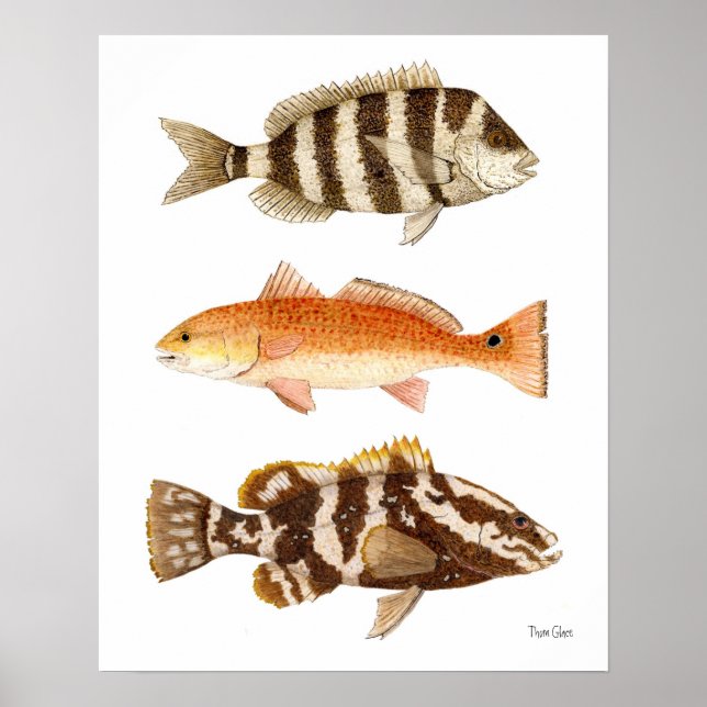 Salt Vatten Spame Fish Poster (Framsidan)