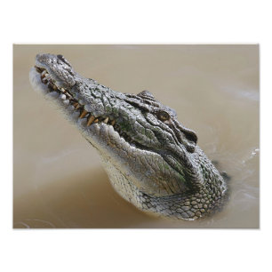 Salt vattenkrokodil Darwin för australier Fototryck