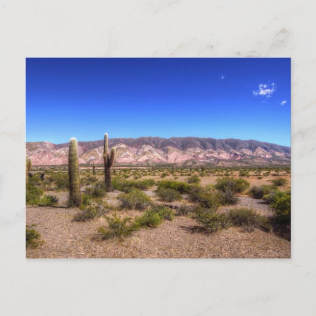 Salta Argentinas kaktusväxter och Barren Backe Vykort (Framsida)