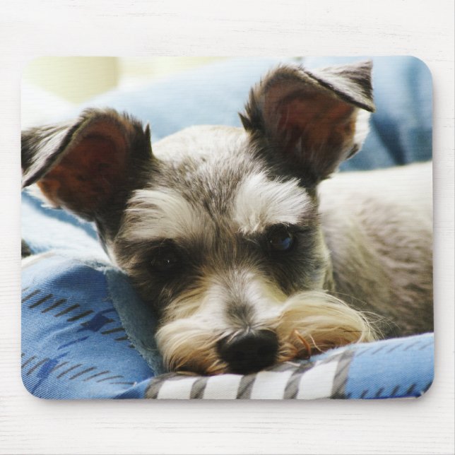 Salta & peppra den mini- schnauzeren musmatta (Framsidan)
