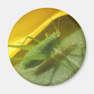 Saltamontes Magnet