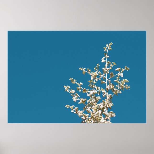 Saltbush Atriplex Löv Nature Minimalistic Poster (Framsidan)