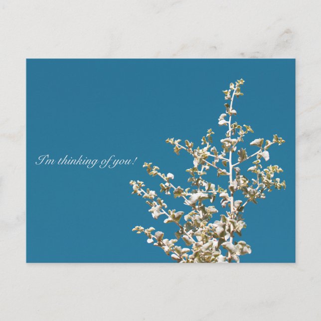 Saltbush Lämnar Himlar Jag tänker på dig Postcard Vykort (Framsida)