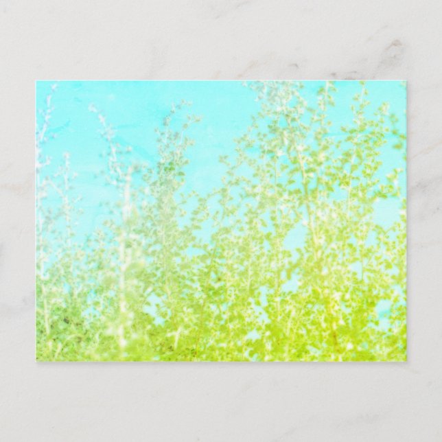 Saltbush Löv Himlar Ram minimalistic Postcard Vykort (Framsida)