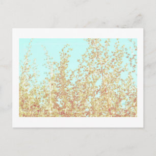 Saltbush Löv Himlar Ram minimalistic Postcard Vykort