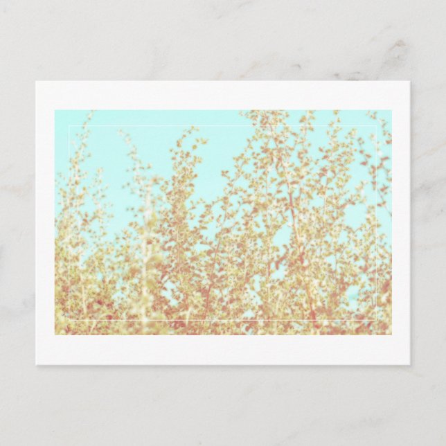 Saltbush Löv Himlar Ram minimalistic Postcard Vykort (Framsida)