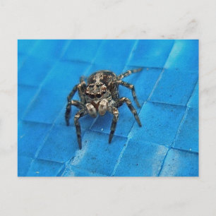 Salticid Black & White Jumping Spider-vykort Vykort