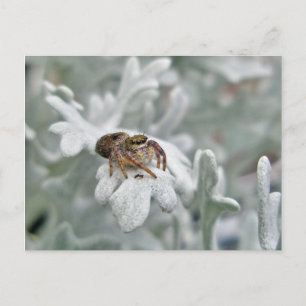 Salticid Jumping Spider på Dusty Miller Vykort