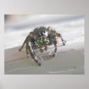 Salticid Jumping Spider Poster