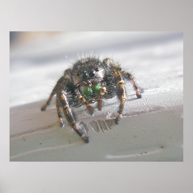 Salticid Jumping Spider Poster (Framsidan)