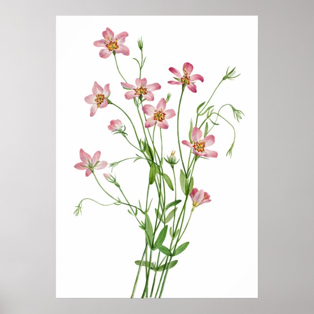 Saltmarsh Rosegentian av Mary Vaux Walcott Poster (Framsidan)