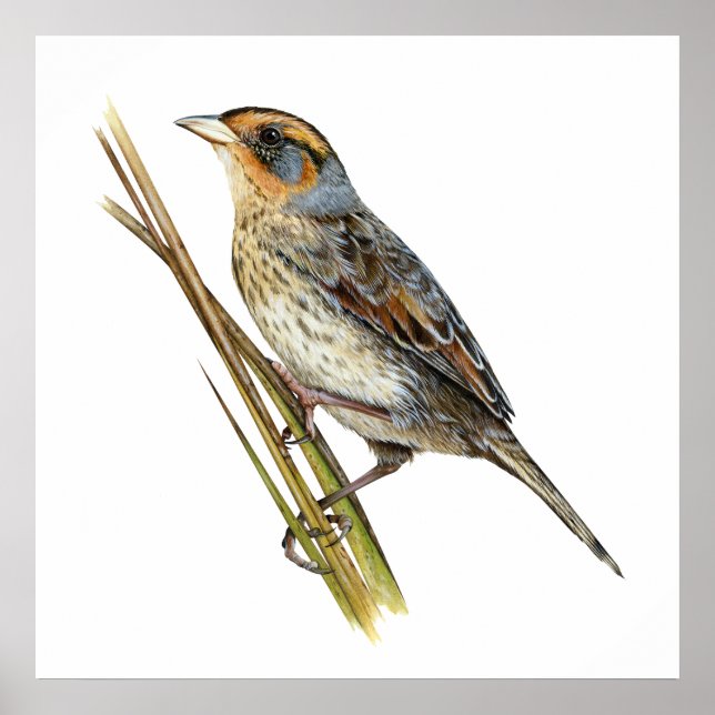 Saltmarsh Sparrow Poster (Framsidan)