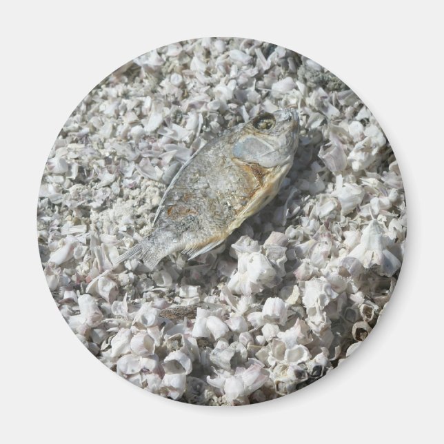 Salton Sea Magnet (Framsidan)