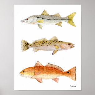 Saltvattenfisk - nook, havskräfta och kungsfisk poster