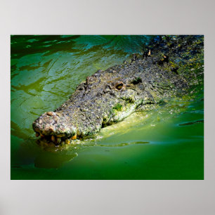 Saltvattenkrokodil i Northern Territory Poster