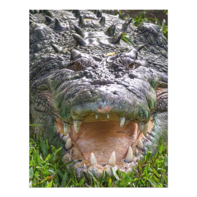 Saltvattenskrokodil i Kakadu, norra territoriet Fototryck (Framsidan)