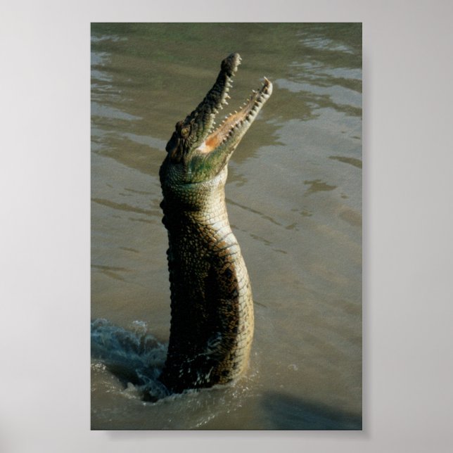 Saltwater Croc Poster (Framsidan)