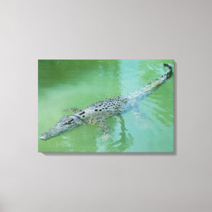 Saltwater Crokodile Canvastryck