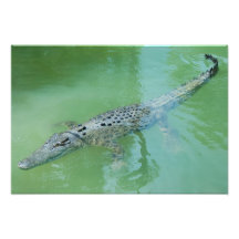 Saltwater Crokodile i Australien