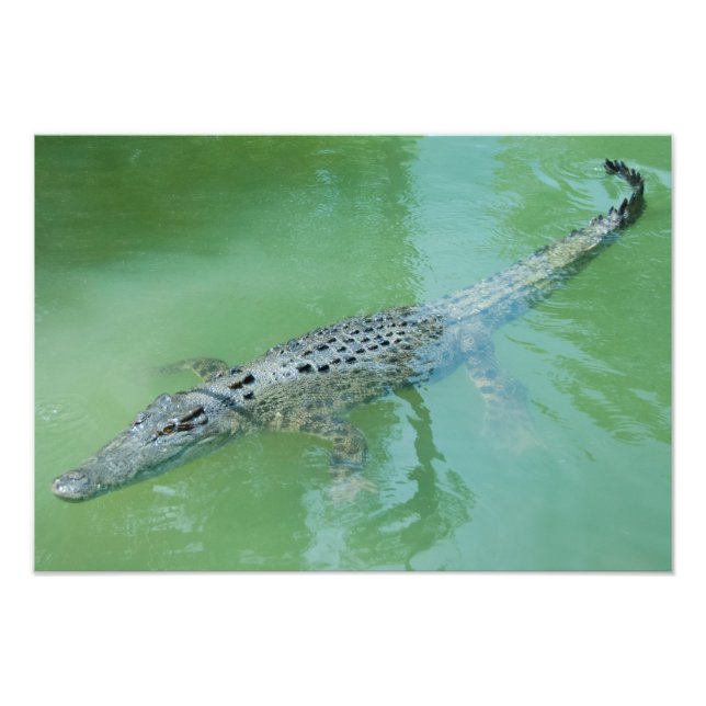 Saltwater Crokodile i Australien Fototryck (Framsidan)