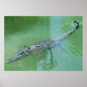 Saltwater Crokodile i Australien Poster
