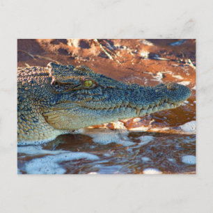 Saltwater Crokodile Vykort