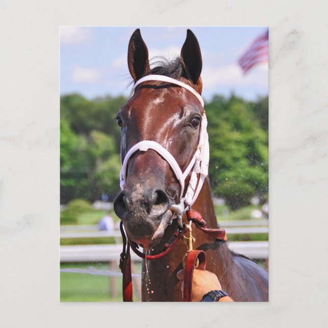 Saluda, 2-årig fyllning av Congaree Vykort (Framsida)