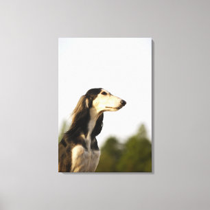 Saluki 2 canvastryck