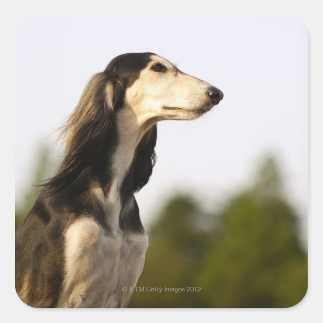 Saluki Fyrkantigt Klistermärke (Framsida)