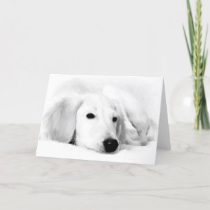 Saluki hälsningkort kort