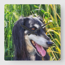 Saluki Hund