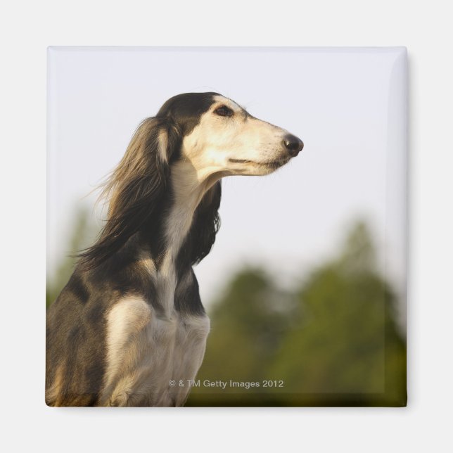 Saluki Magnet (Framsidan)