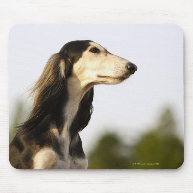 Saluki Musmatta (Framsidan)