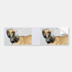 Saluki porträtt bildekal