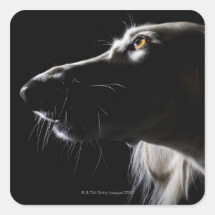 Saluki, porträtt fyrkantigt klistermärke