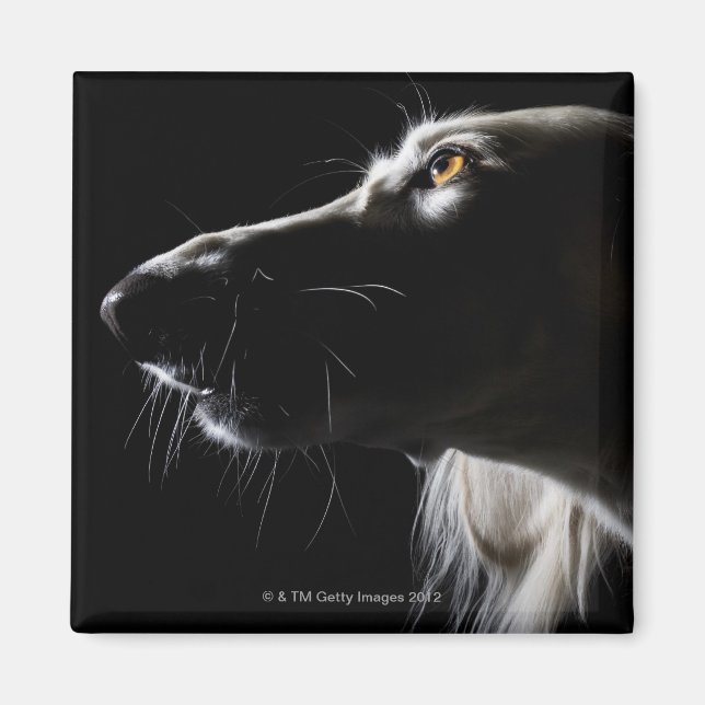 Saluki, porträtt magnet (Framsidan)